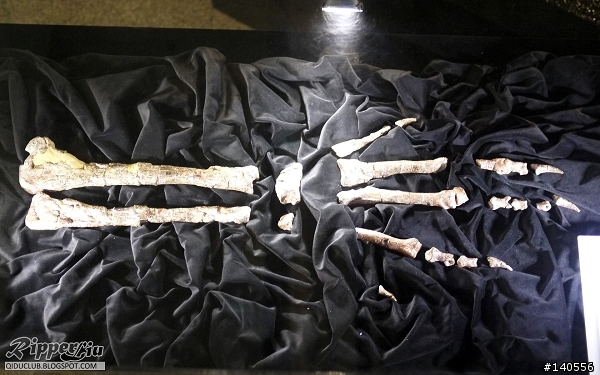 展覽「地球最古老的恐龍展」，霸主歸來...