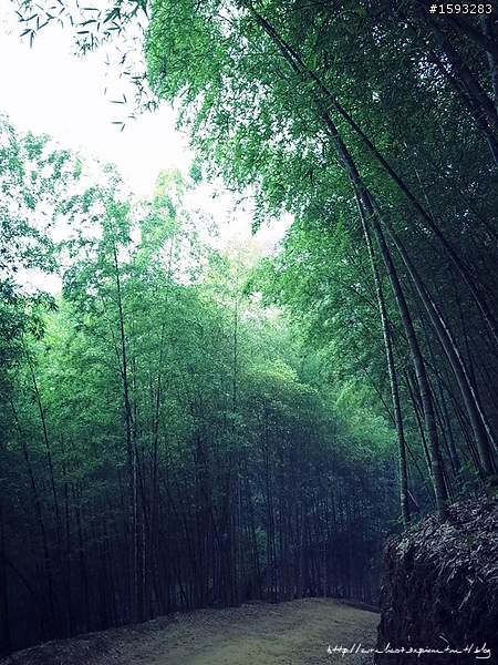 ♥走走逛逛♥ 南投竹山天梯