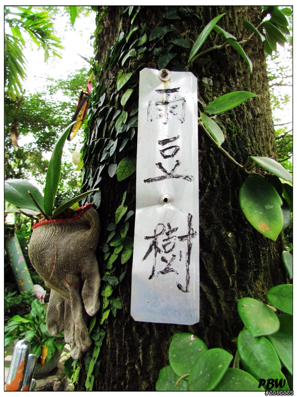 《屏東》沿山公路43K【加走咖啡園】