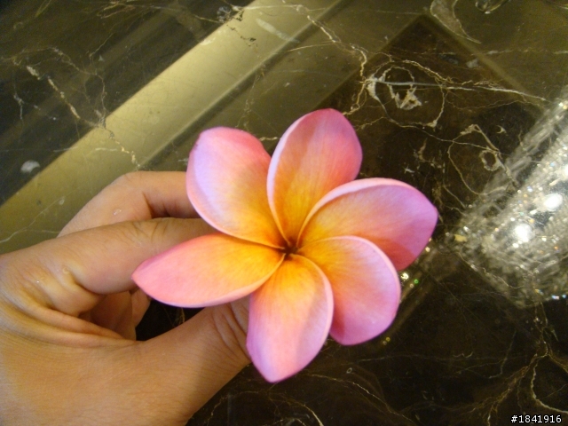 雞蛋花的花瓣應該是幾瓣?