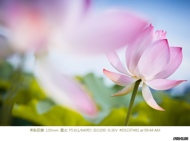 [淺談]我的荷花攝影心得