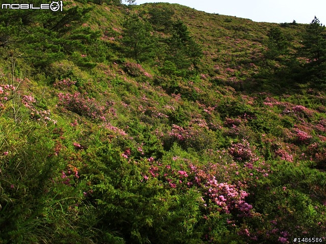 20120609合歡北峰花況(更新完畢)