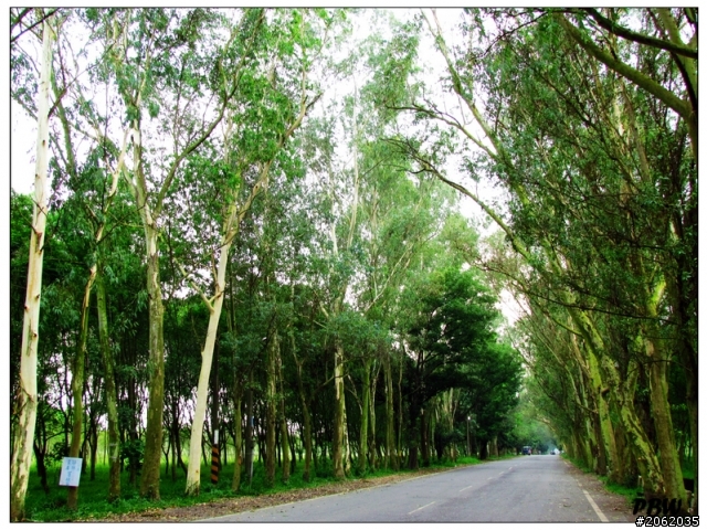 《屏東》沿山公路43K【加走咖啡園】