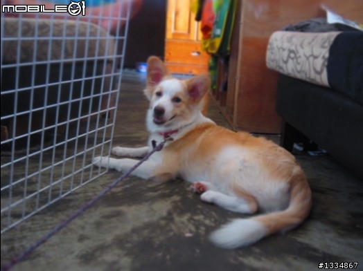 我的2分之1黃白邊境～可愛又困擾﹏