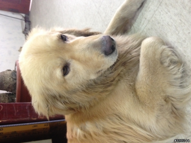 中壢中央西路二段撿到黃金獵犬一隻