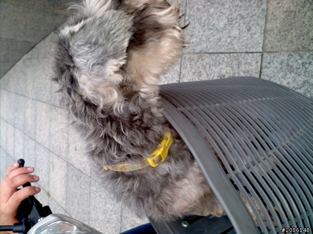 拾獲母小雪......6/7中和（已找到原飼主）