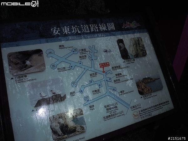 【東引力‧慢旅行】安東坑道~跟黑尾燕鷗說Hello!