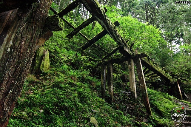 2012-06-24 帶著悲劇色彩的太平山之旅......