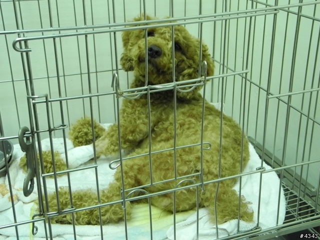 (6/6更新)[協尋狗主人]新竹市經國路與牛埔路的思夢樂附近撿到受傷紅貴賓