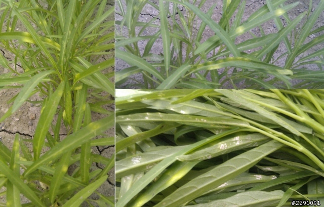 空心菜是得什麼病？