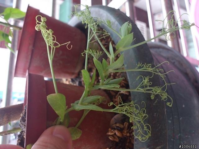 請問這是什麼植物呢?