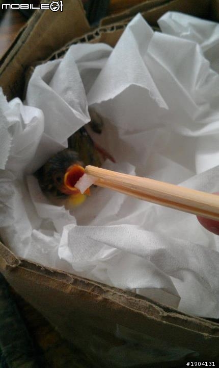 撿到一隻綠色的鳥我該怎麼辦>