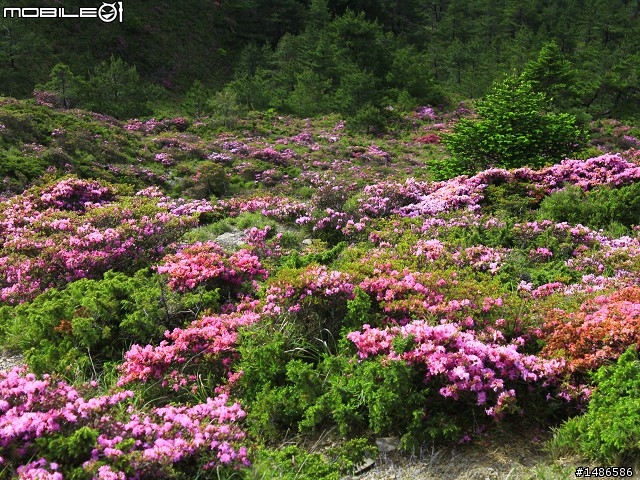 20120609合歡北峰花況(更新完畢)