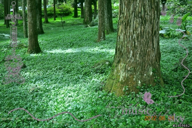 溪頭+妖怪村+上山閱讀