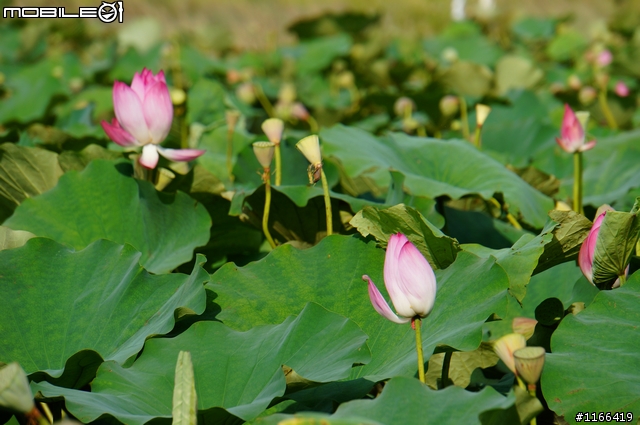 給自己的生日禮物...TAMRON e18-200快速開箱+實拍