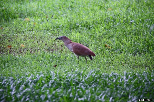 請問大大這是什麼鳥(賞鳥人士請進)