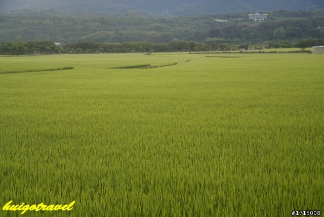 台東池上趴趴騎