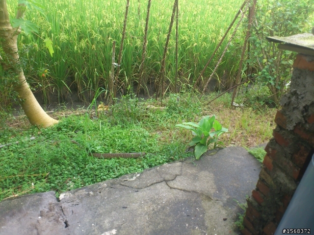 這個有毒嗎