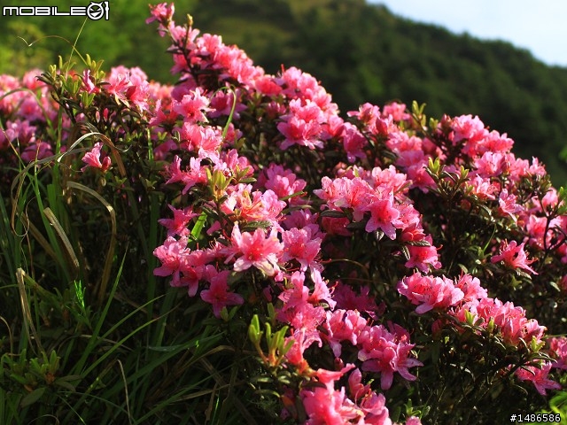 20120609合歡北峰花況(更新完畢)