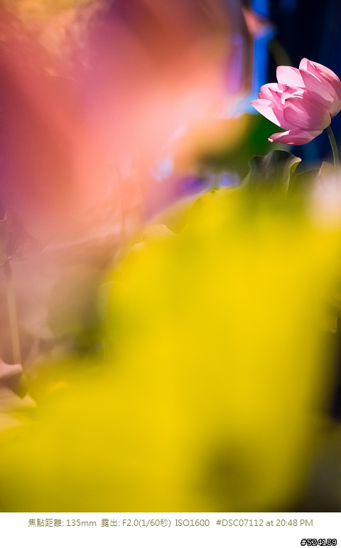 [淺談]我的荷花攝影心得