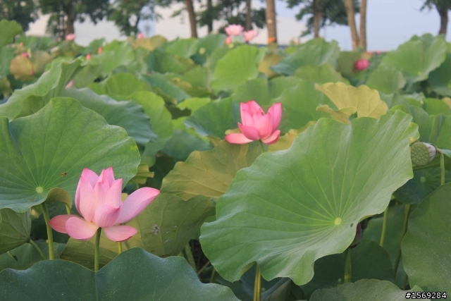 夏天的色彩 @ 白河嘉義新港
