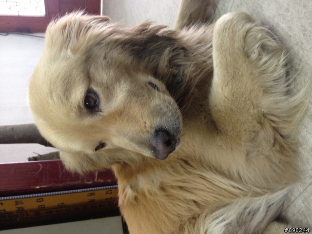 中壢中央西路二段撿到黃金獵犬一隻