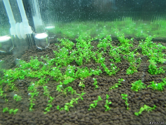 種水草疑問~