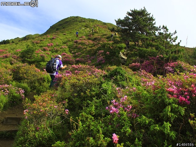 20120609合歡北峰花況(更新完畢)