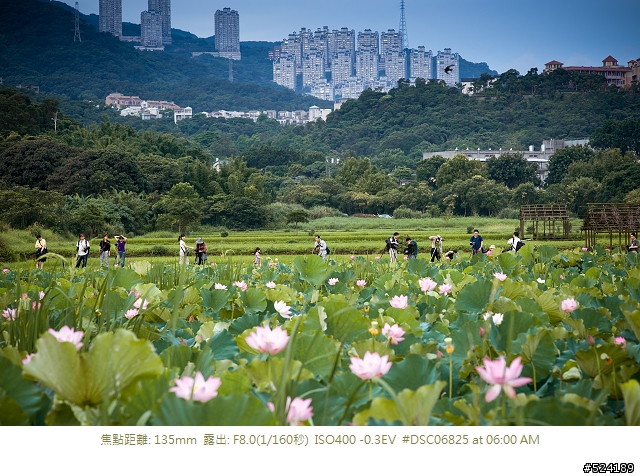 [淺談]我的荷花攝影心得