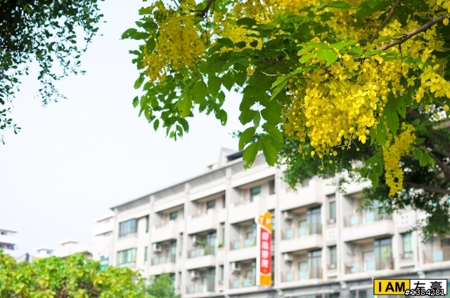 [風景] 阿勃勒之黃金雨