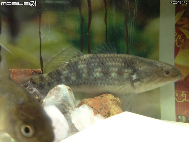 找博學的魚類達人