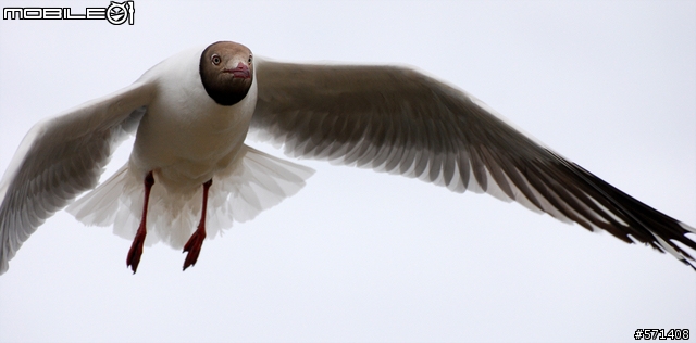 忙裡偷閒之 青海打鳥記（D80+70-300VR）