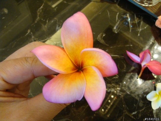 雞蛋花的花瓣應該是幾瓣?