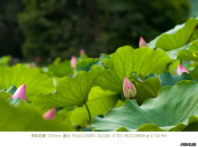 [淺談]我的荷花攝影心得