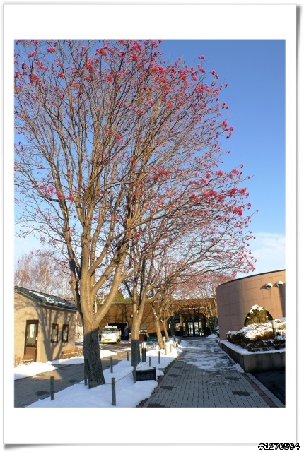 [ 遊記分享-多圖 ]  2011.12 再遊北海道 _ 上集