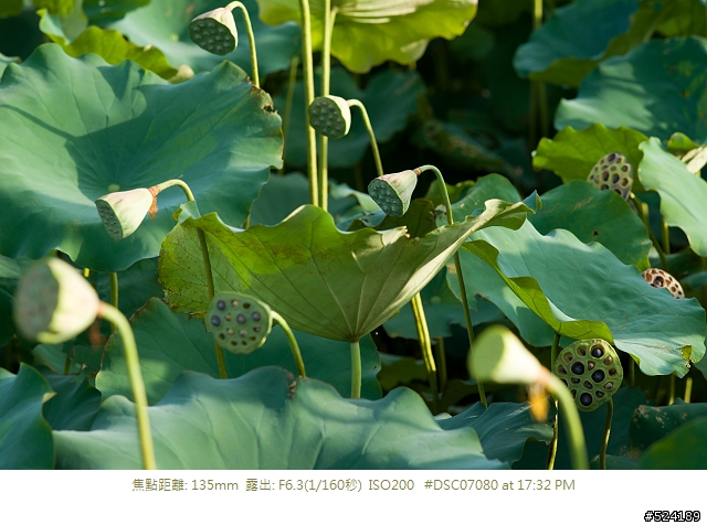 [淺談]我的荷花攝影心得