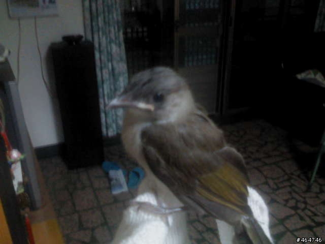 豪大雨意外撿來一隻鳥
