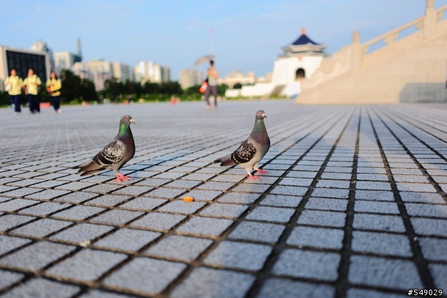 輕巧~N鍍膜 NIKON 28mm F1.8G 試拍