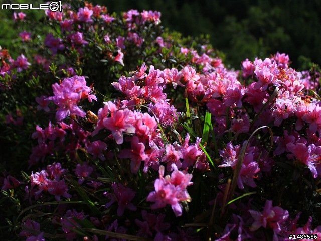 20120609合歡北峰花況(更新完畢)