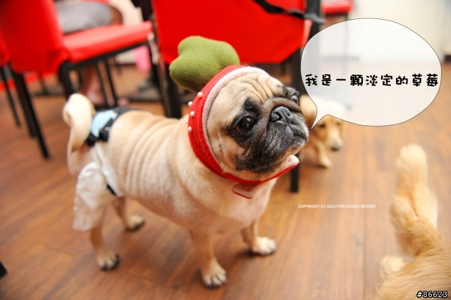 『巴哥犬』就是醬可愛 [2012-06-01 更新]