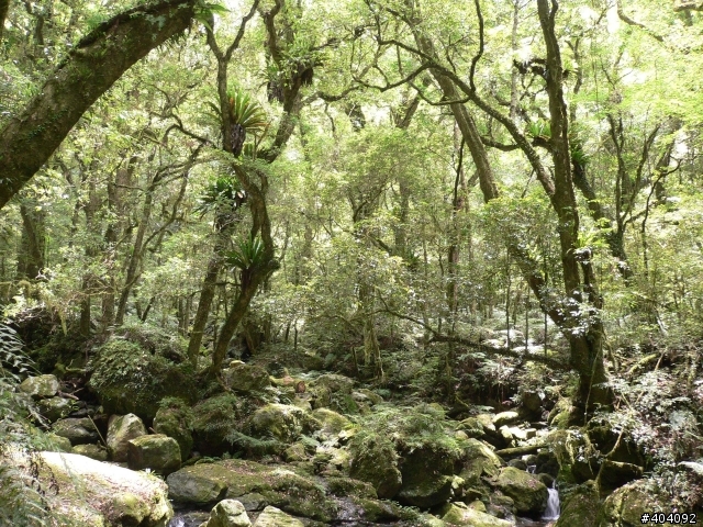 2012-7-10  抵達上帝的部落--- 司馬庫斯(巨木群)-  要先過天堂路