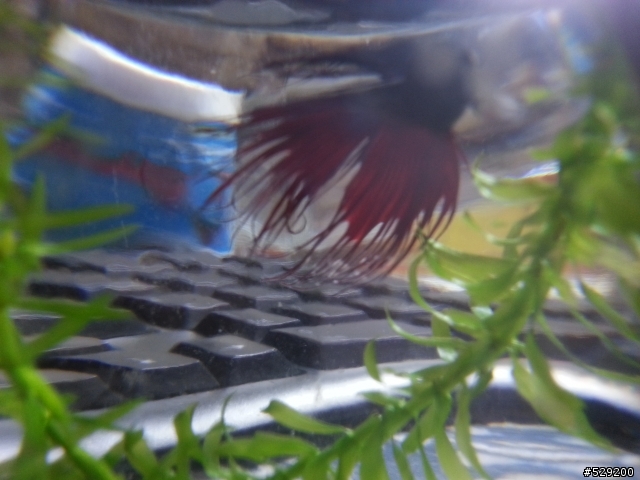 鬥魚這樣是不是生病了?