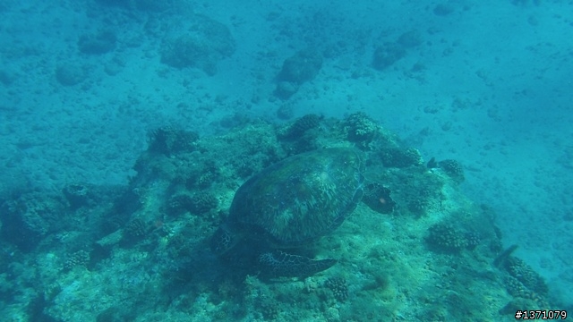 與海龜相逢在小琉球 Liuqiu. To meet green turtle.