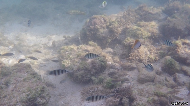 與海龜相逢在小琉球 Liuqiu. To meet green turtle.