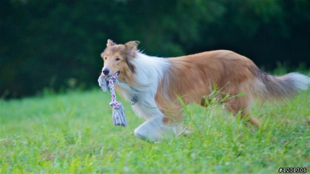 氣質高貴的可麗牧羊犬送養