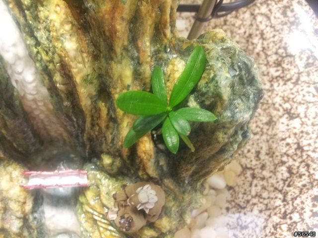 客廳的流水盆