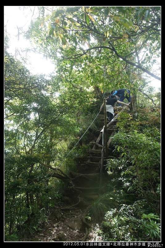 4＋2＋2遊水田林道支線+北得拉曼神木步道