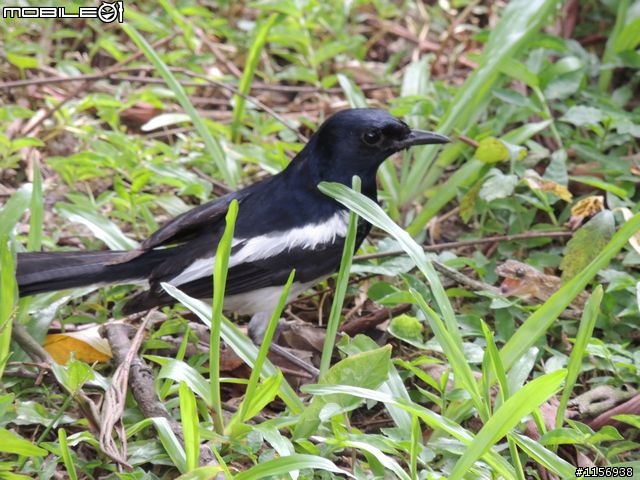 打鳥記:台北植物園鵲鴝躺草地裝死?(P510生態紀錄照)