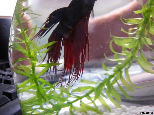 鬥魚這樣是不是生病了?
