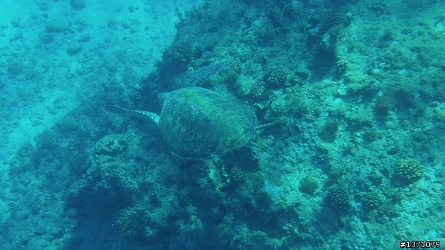 與海龜相逢在小琉球 Liuqiu. To meet green turtle.